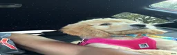 Goldendoodle dogs for sale: Goldendoodle 1 - Ad 6