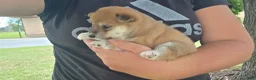 Shiba Inu dogs for sale: Freedom - Ad 14