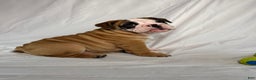 English Bulldog dogs for sale: Rosie - Ad 5