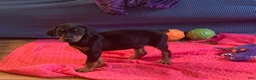 Doberman Pinscher dogs for sale: Willow - Ad 1