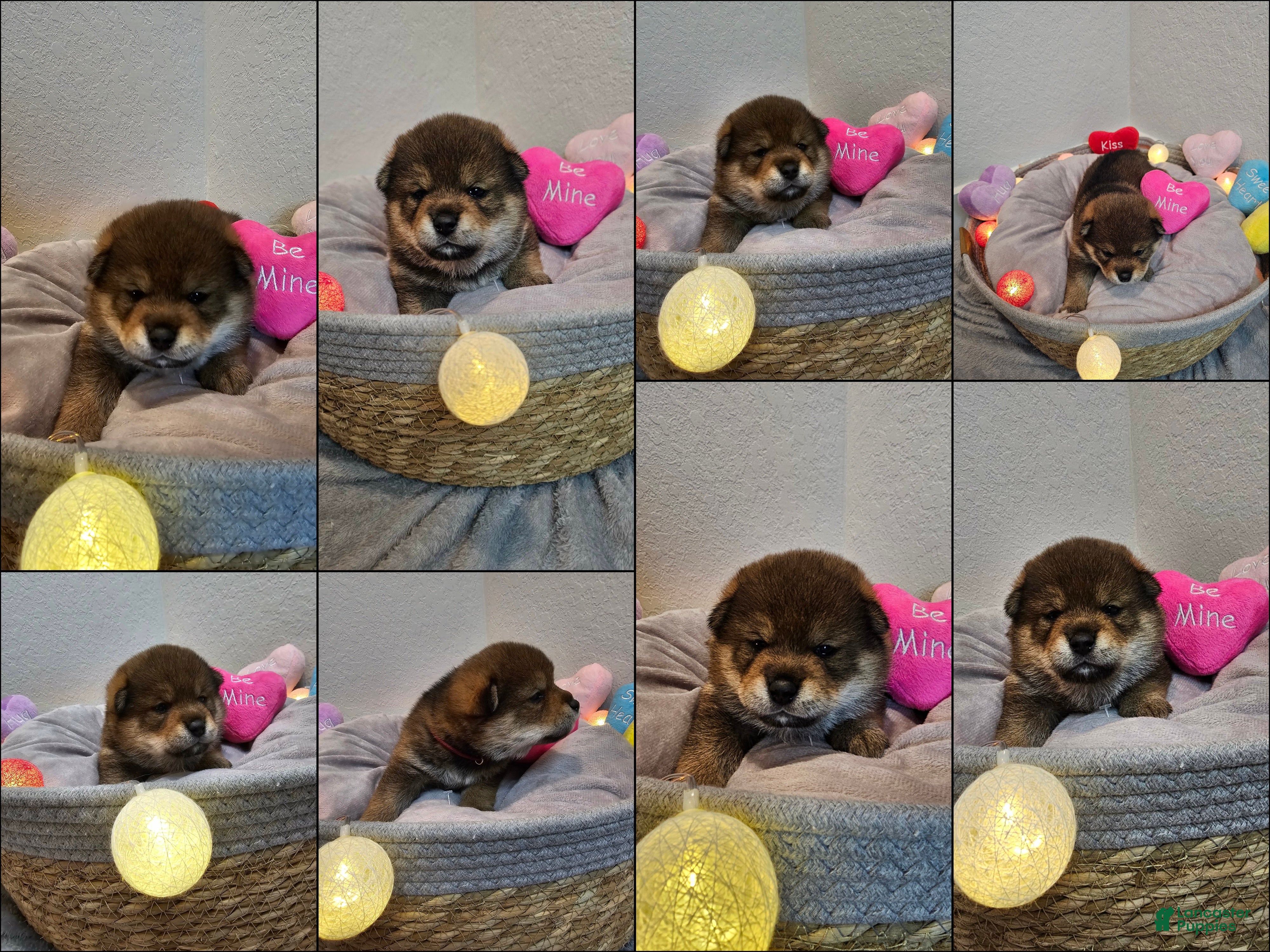 Shiba Inu dogs Aki - Ad 3