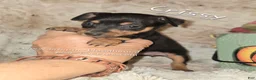 Miniature Pinscher dogs for sale: Crissy black tan - Ad 3