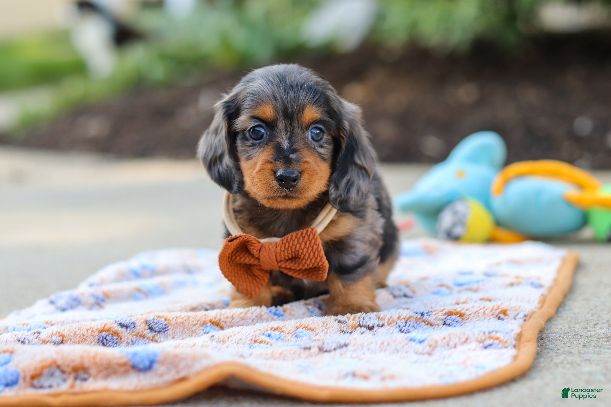 Miniature Dachshund dogs Dallas - Ad 2