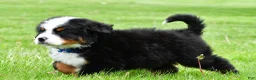 Bernese Mountain Dog dogs for sale: Robby - Ad 9