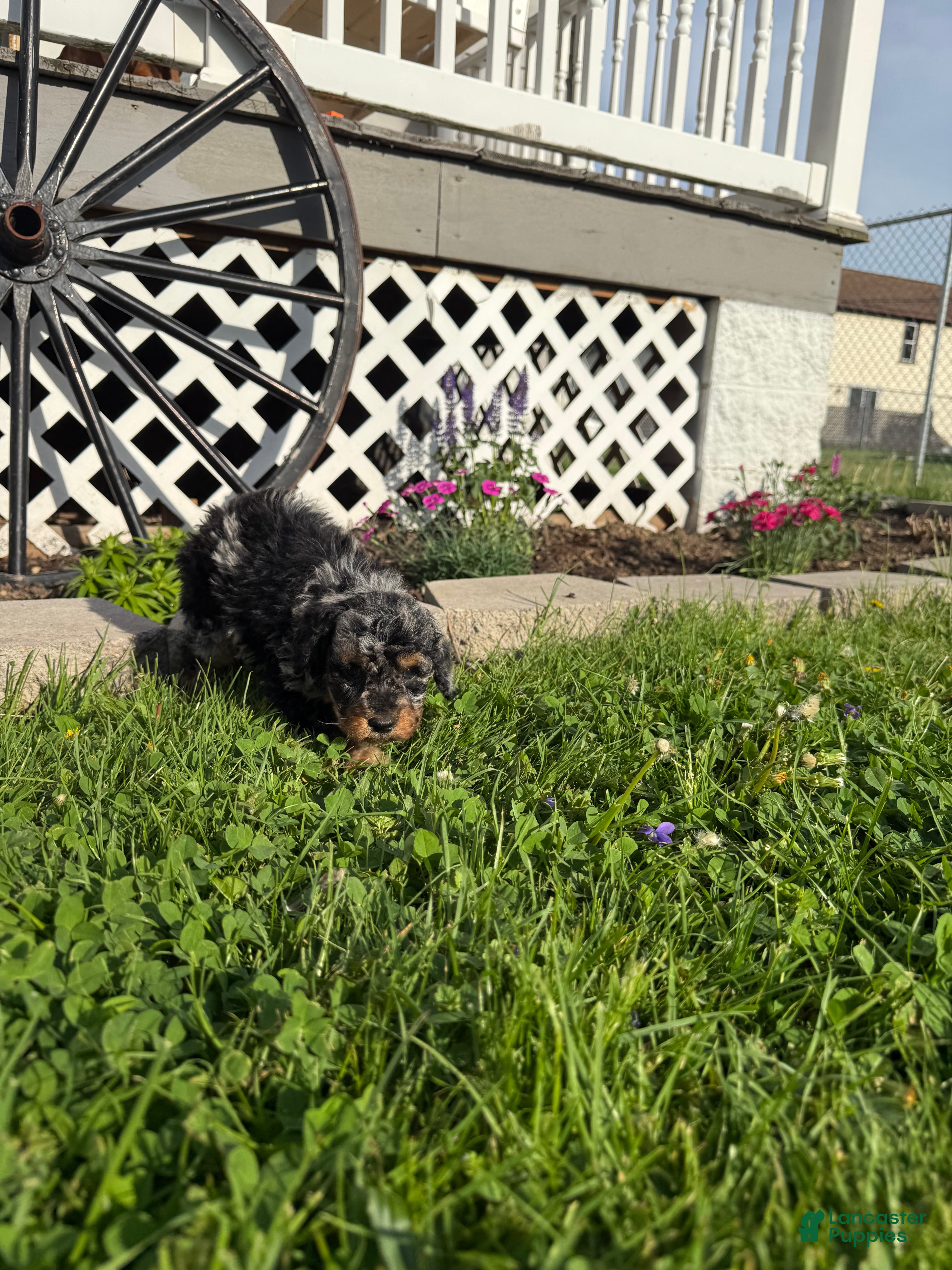 Mini Goldendoodle dogs Fancy  - Ad 40