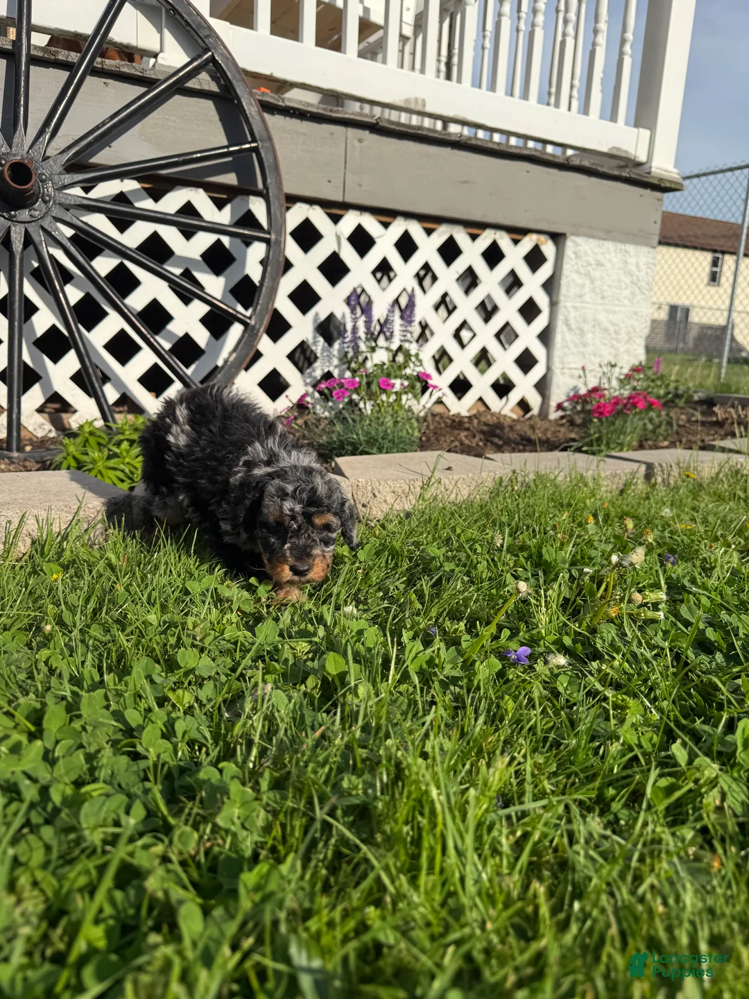 Mini Goldendoodle dogs for sale: Fancy  - Ad 1