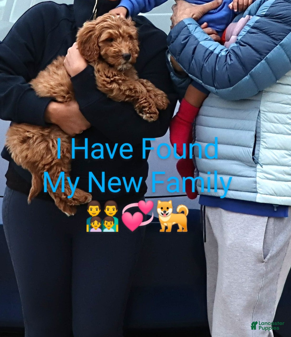Mini Goldendoodle dogs Wyatt 💙 Genetic Clear Parents - Ad 1