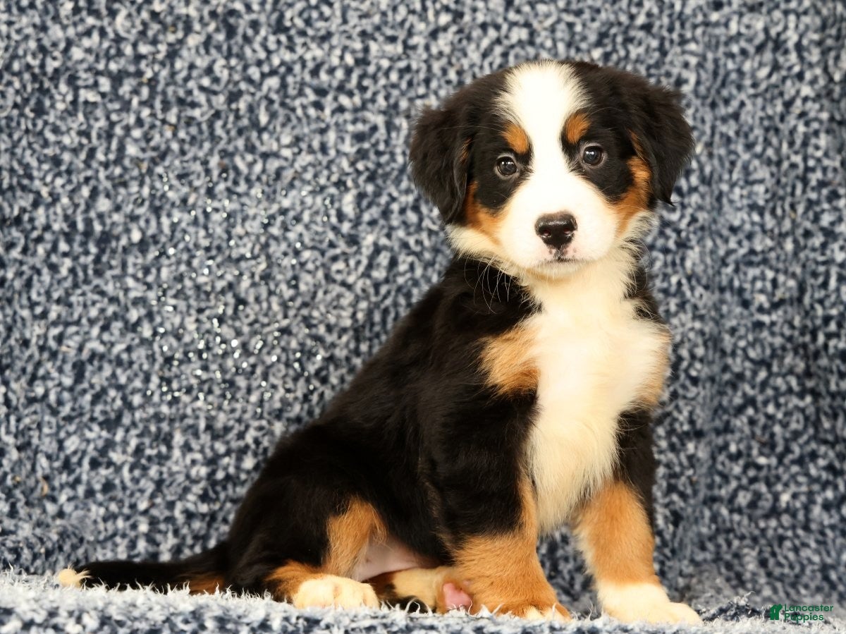 Bernese Mountain Dog dogs Cassie - Ad 1