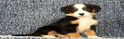 Bernese Mountain Dog dogs for sale: Cassie - Ad 1