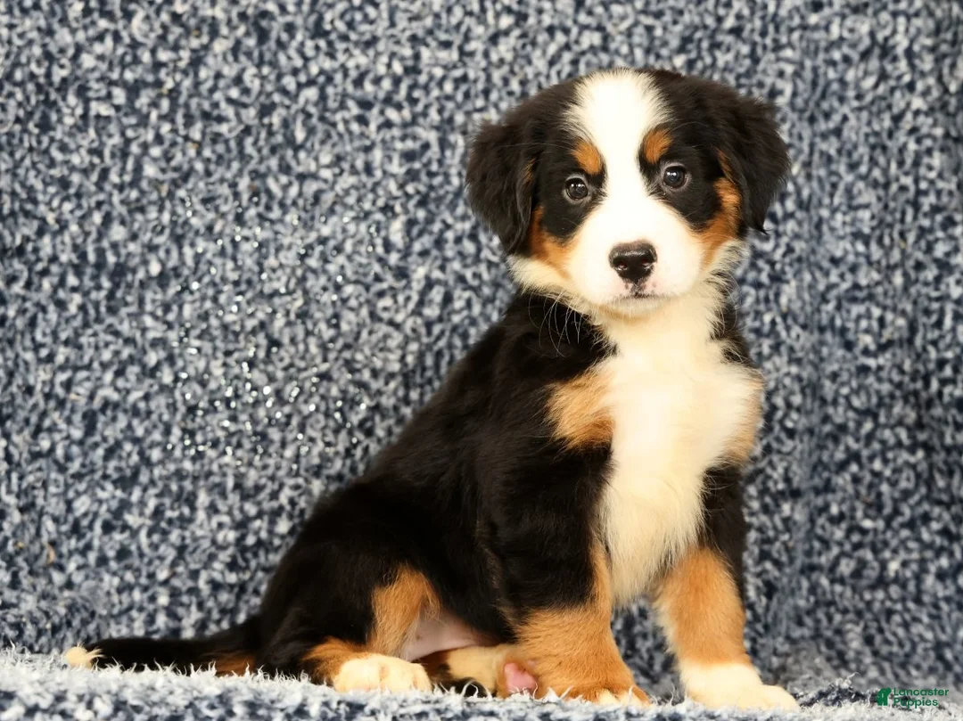 Bernese Mountain Dog dogs for sale: Cassie - Ad 1