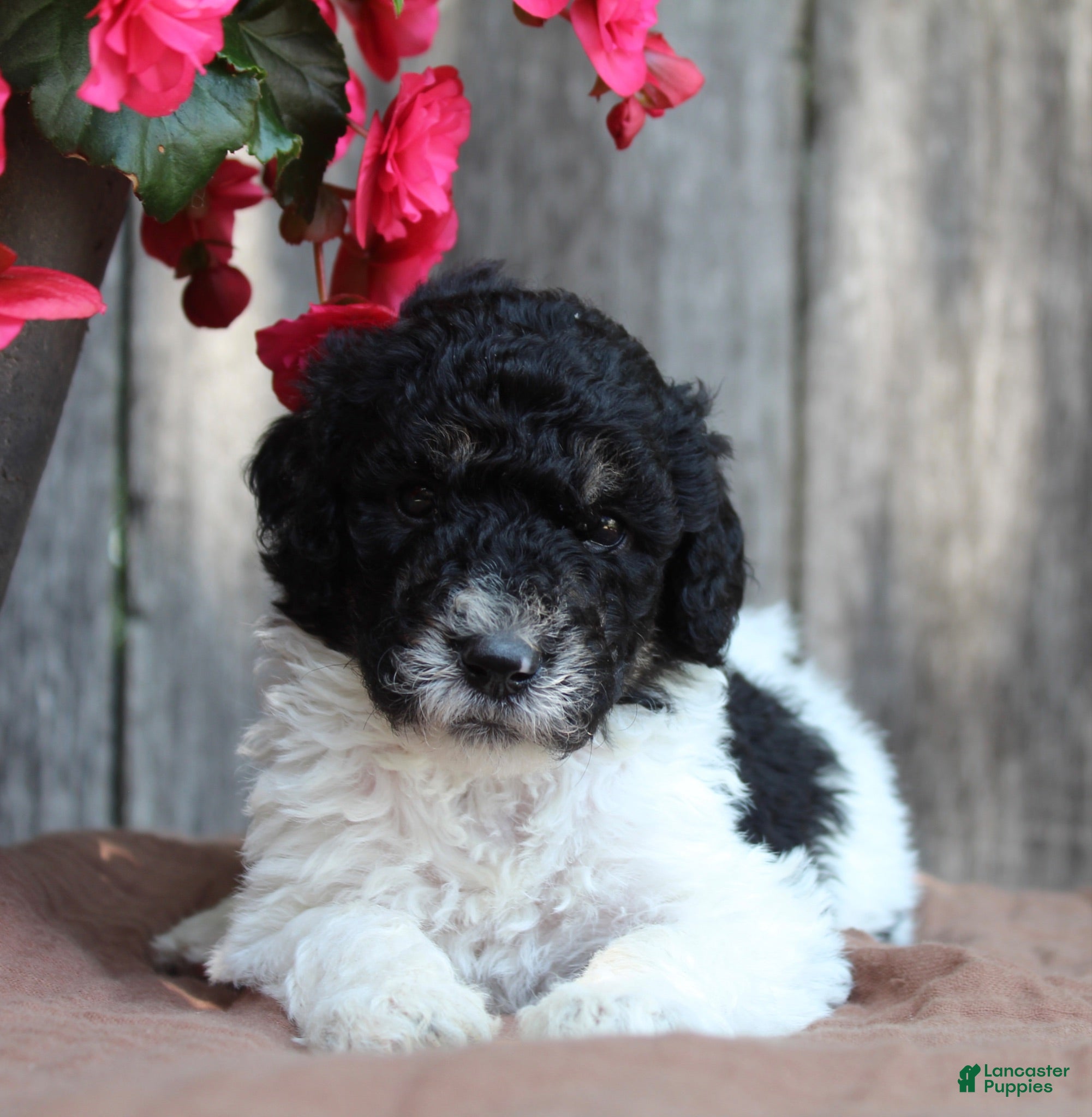 Standard Poodle dogs Sage AKC standard poodle - Ad 1