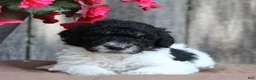 Standard Poodle dogs for sale: Sage AKC standard poodle - Ad 29