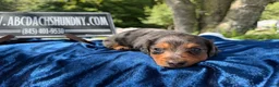 Miniature Dachshund dogs for sale: Special boy discounted!!! - Ad 2