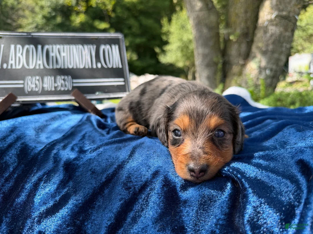Miniature Dachshund dogs for sale: Special boy discounted!!! - Ad 2
