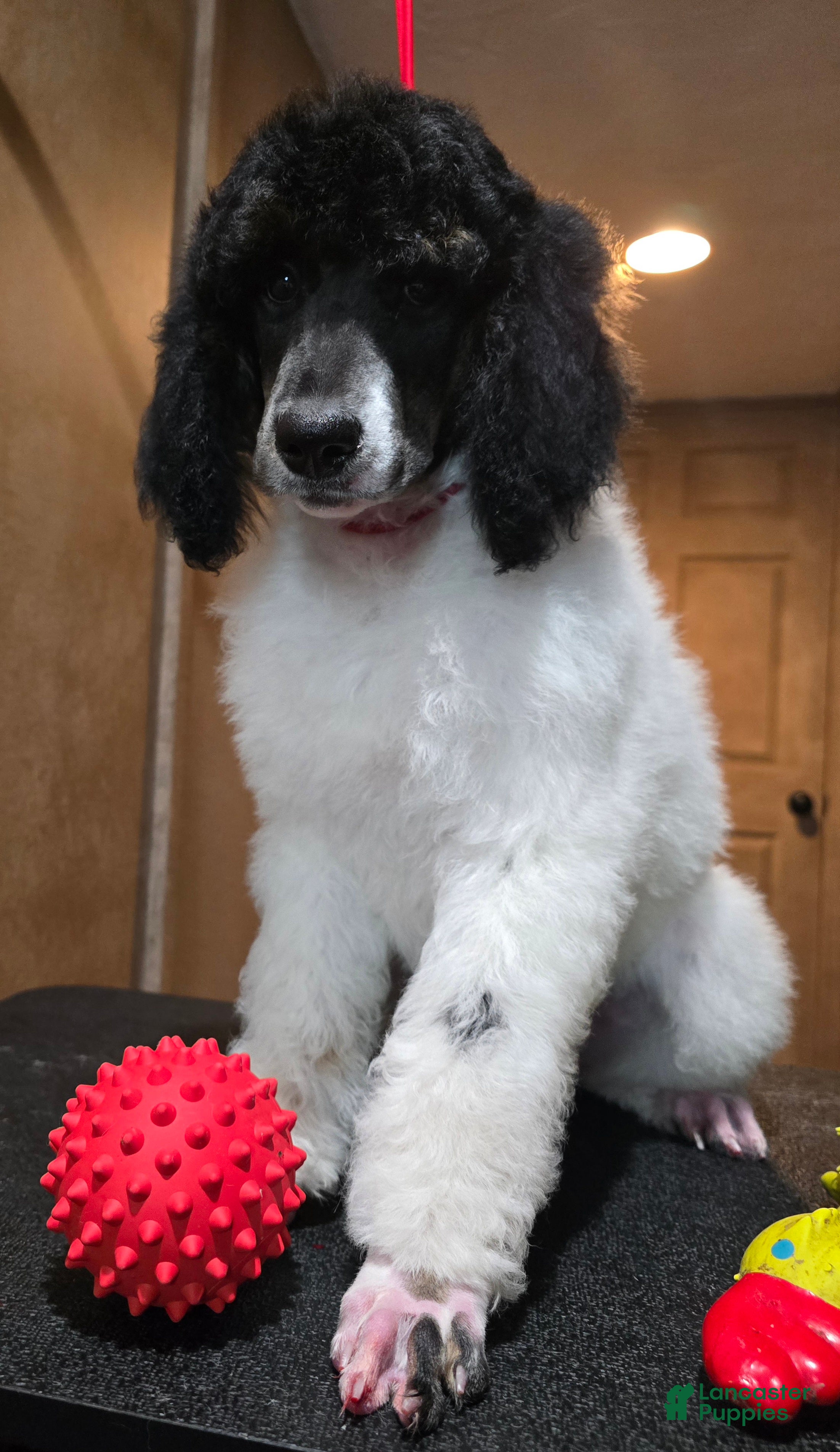 Standard Poodle dogs Genesis - Ad 20