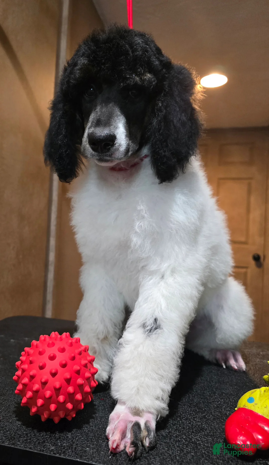 Standard Poodle dogs for sale: Genesis - Ad 6