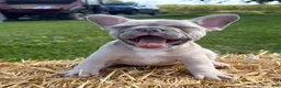 French Bulldog dogs for sale: Katness - Ad 4