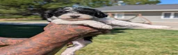 Mixed Breed dogs for sale: RAVEN  - Ad 2