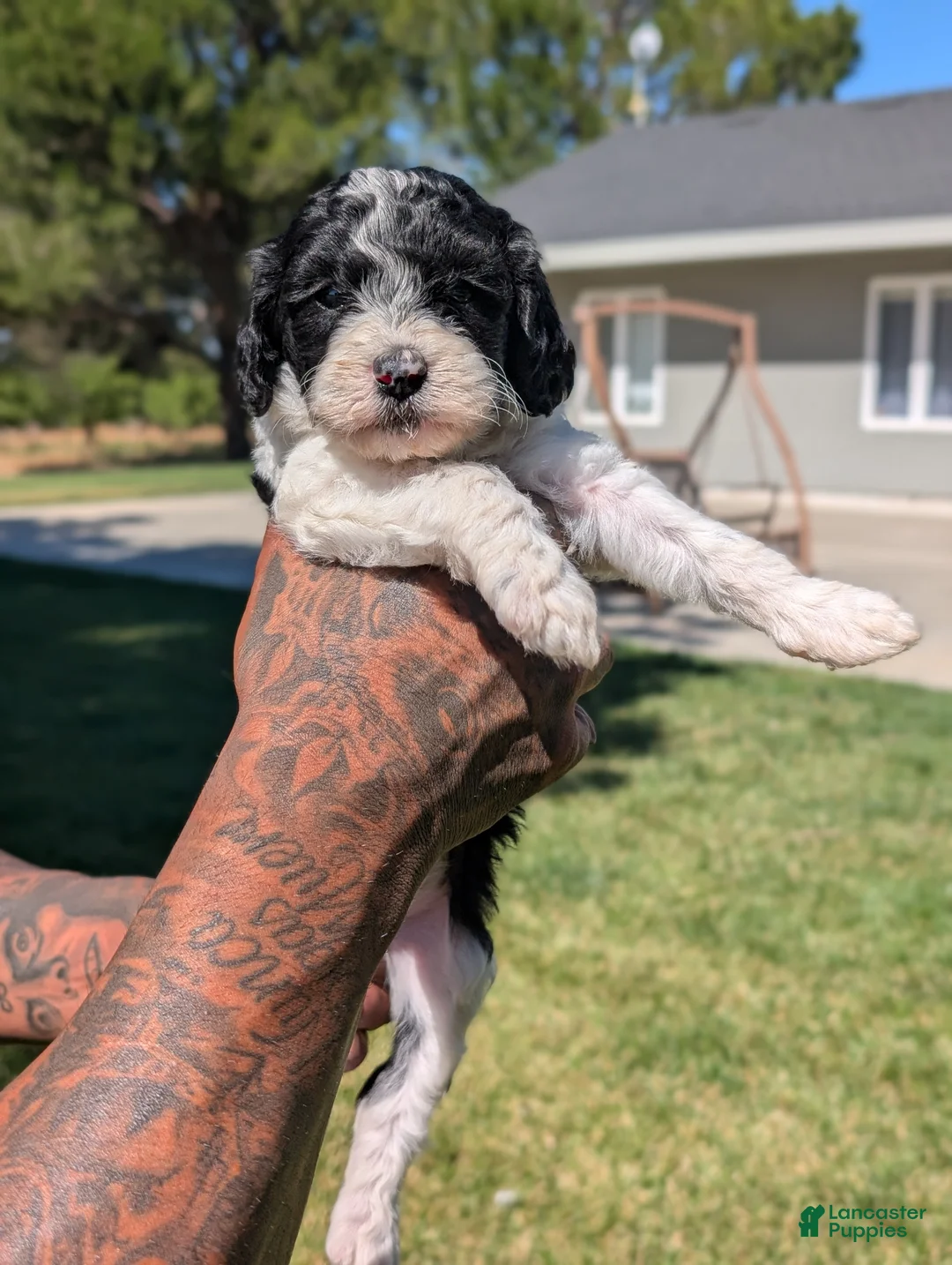Mixed Breed dogs for sale: RAVEN  - Ad 2