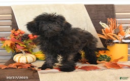 Mini Goldendoodle dogs for sale: Coconut - Image 1