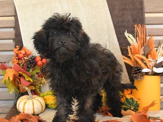 Mini Goldendoodle dogs - Ad 24