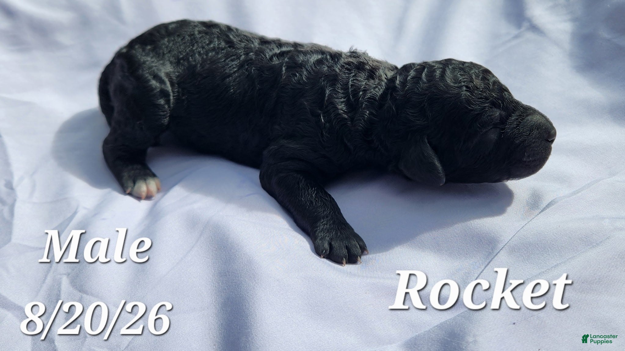 Labradoodle dogs Rocket - Ad 1
