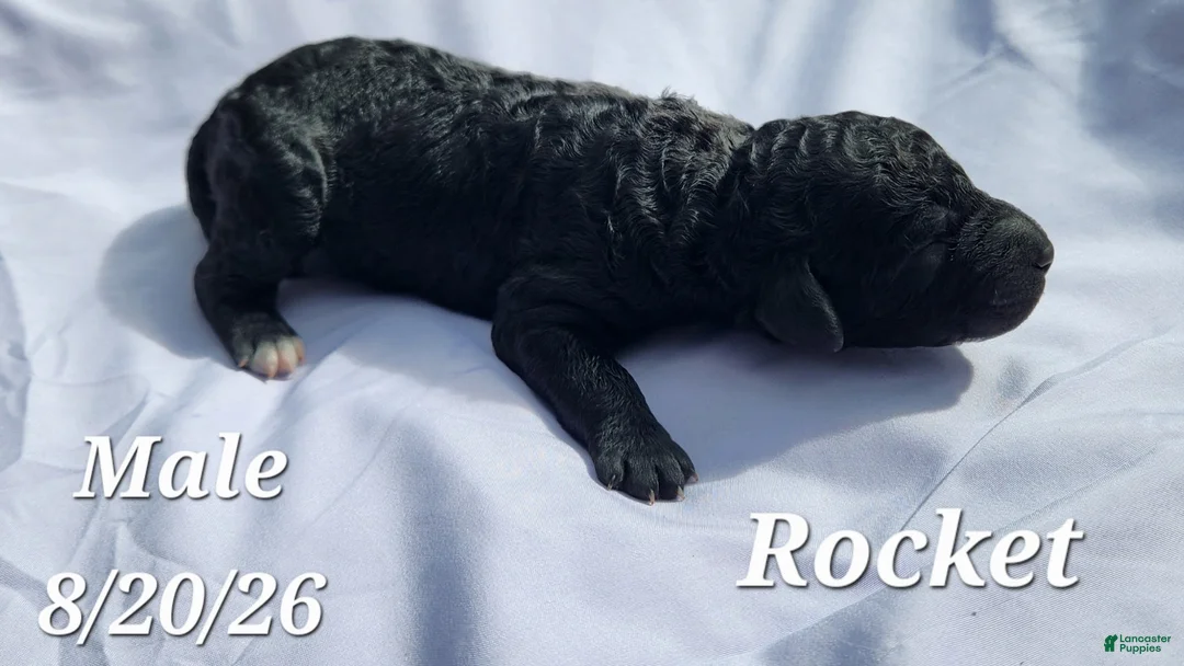 Labradoodle dogs for sale: Rocket - Ad 1