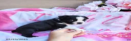 Boston Terrier dogs for sale: Roselyn - Ad 19