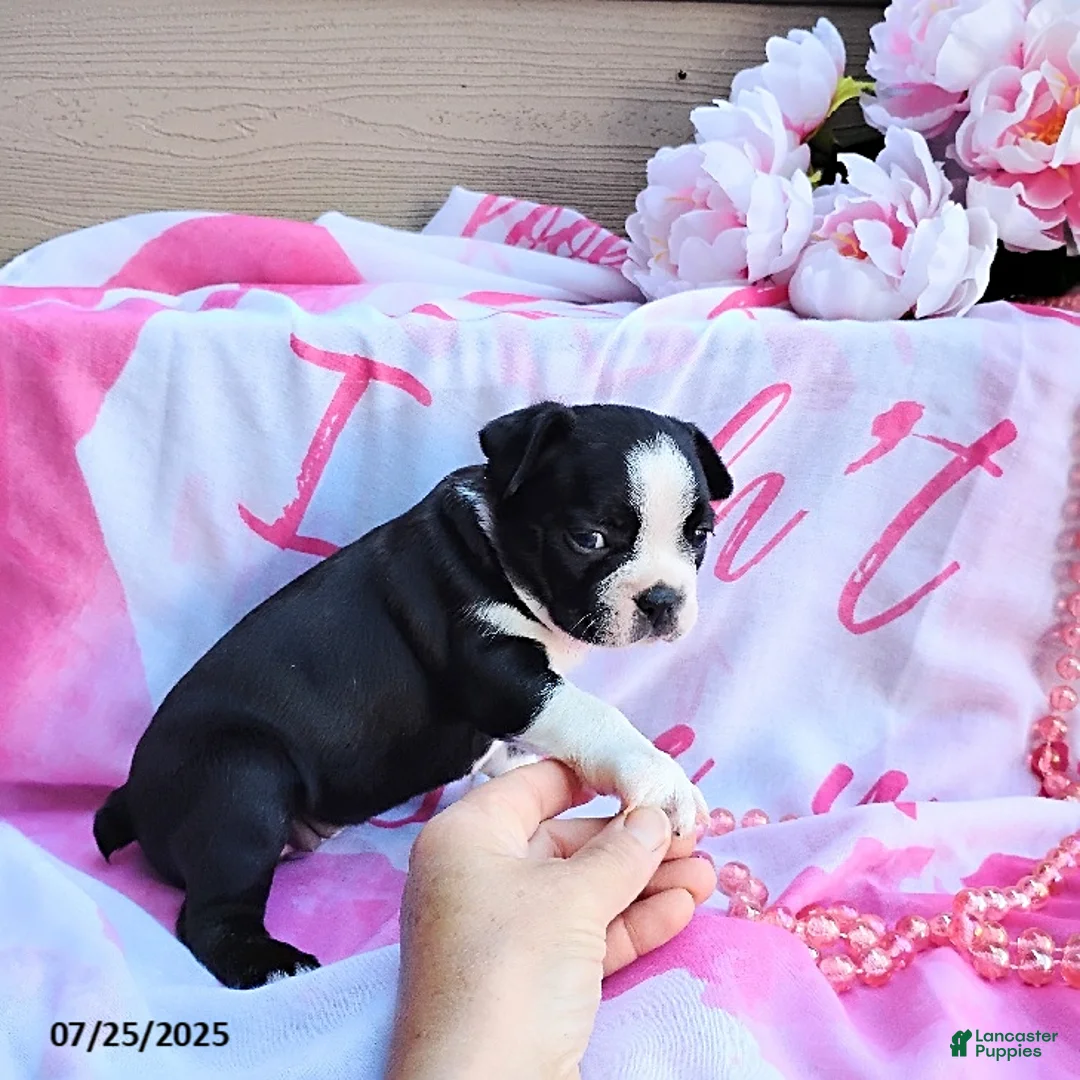 Boston Terrier dogs for sale: Roselyn - Ad 19