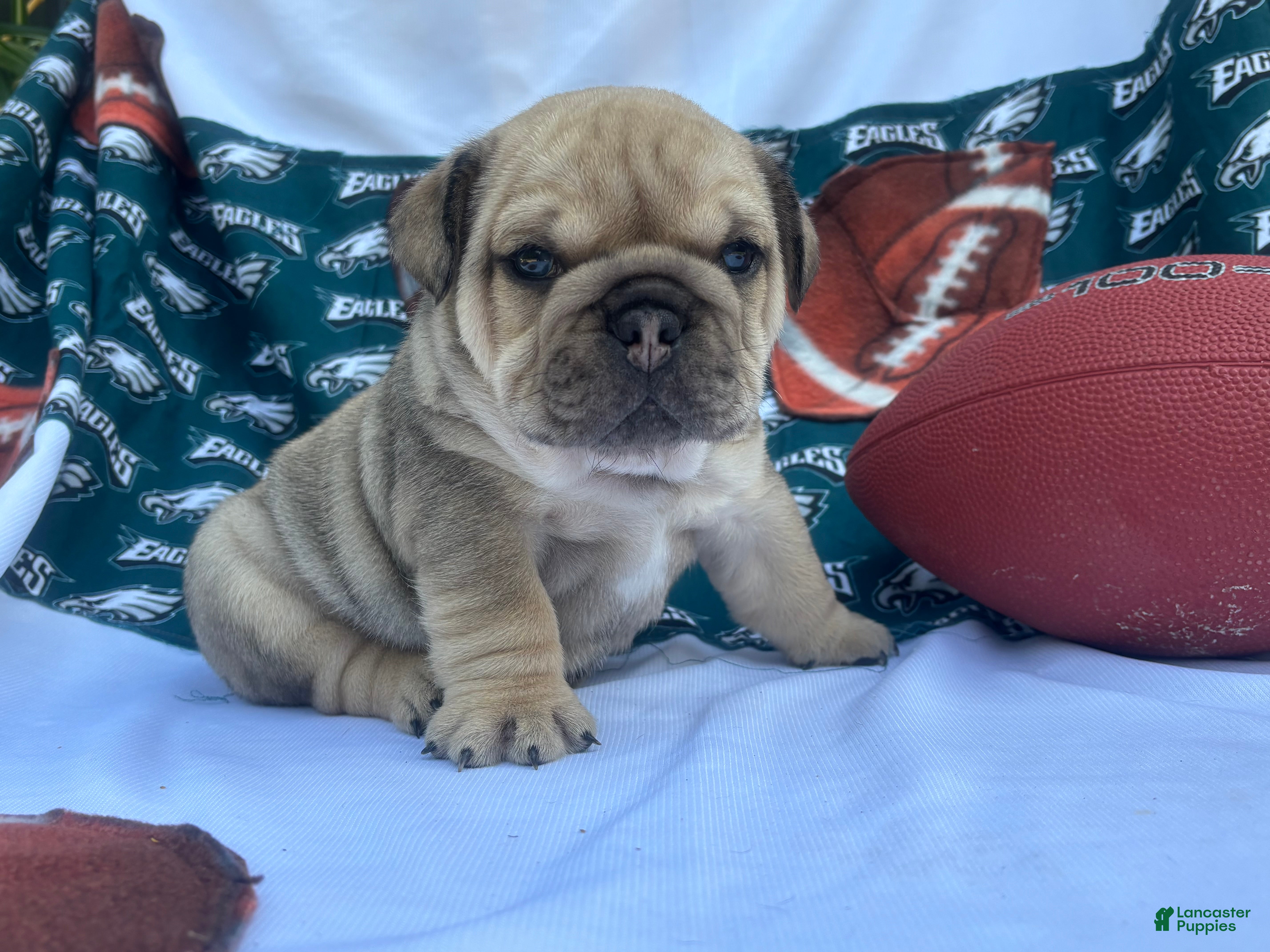 English Bulldog dogs for sale: Romeo - Ad 3