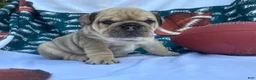 English Bulldog dogs for sale: Romeo - Ad 1