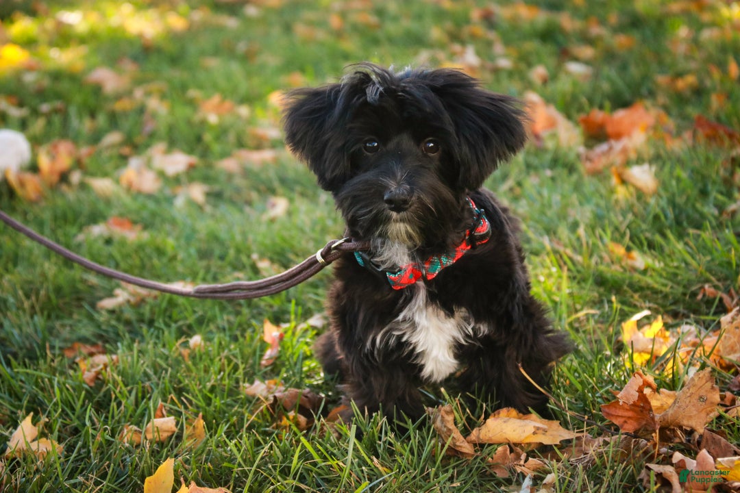 Morkie dogs for sale: Mackintosh - Ad 9