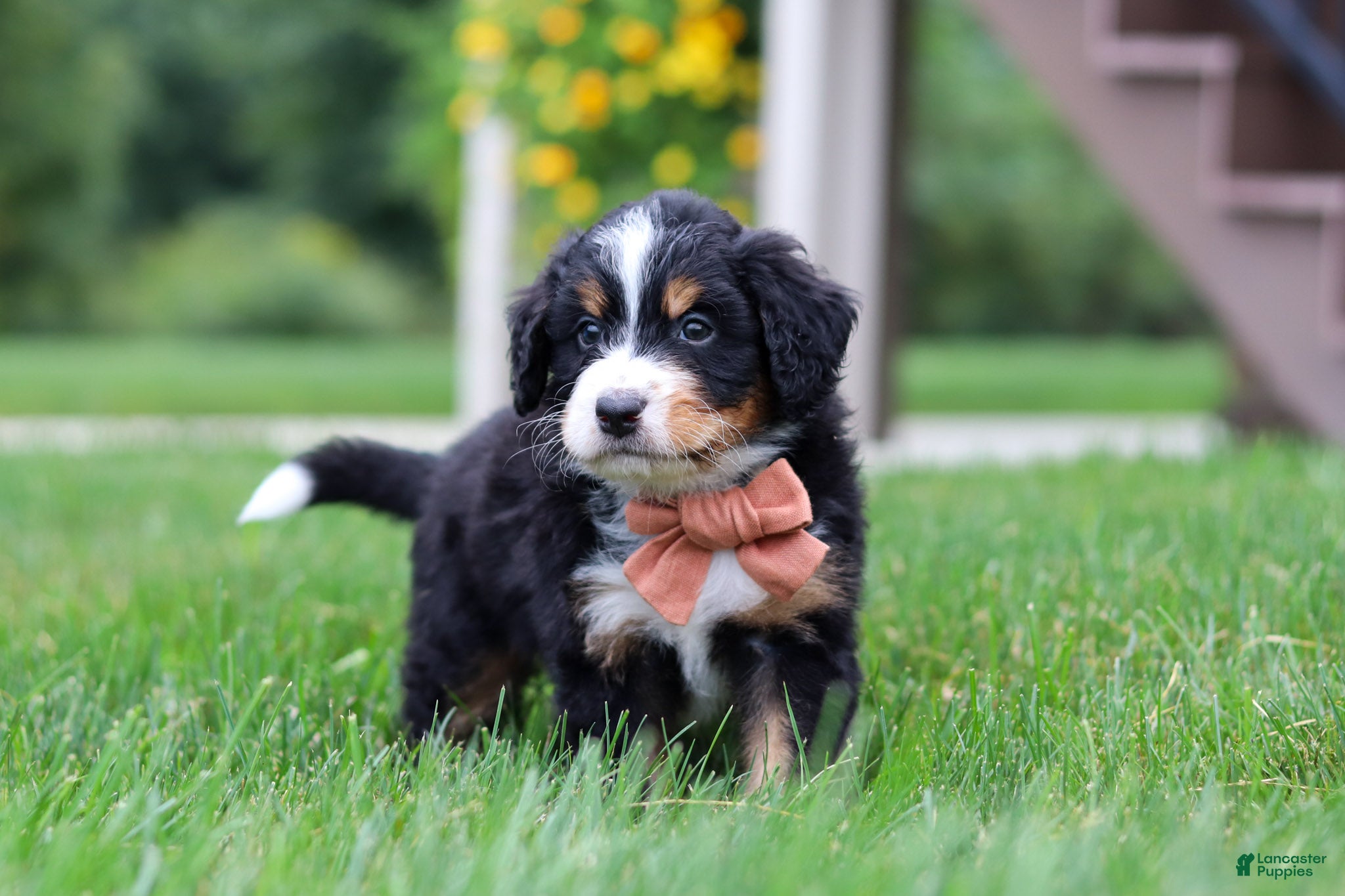 Mini Bernedoodle dogs Billy🐾 - Ad 2
