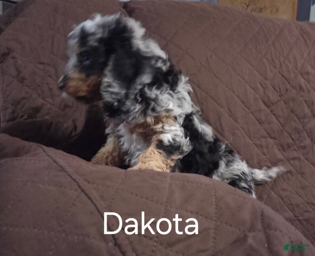Cockapoo dogs for sale: Dakota - Ad 3