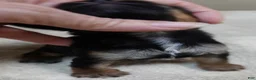 Yorkshire Terrier dogs for sale: Ziti - Ad 14