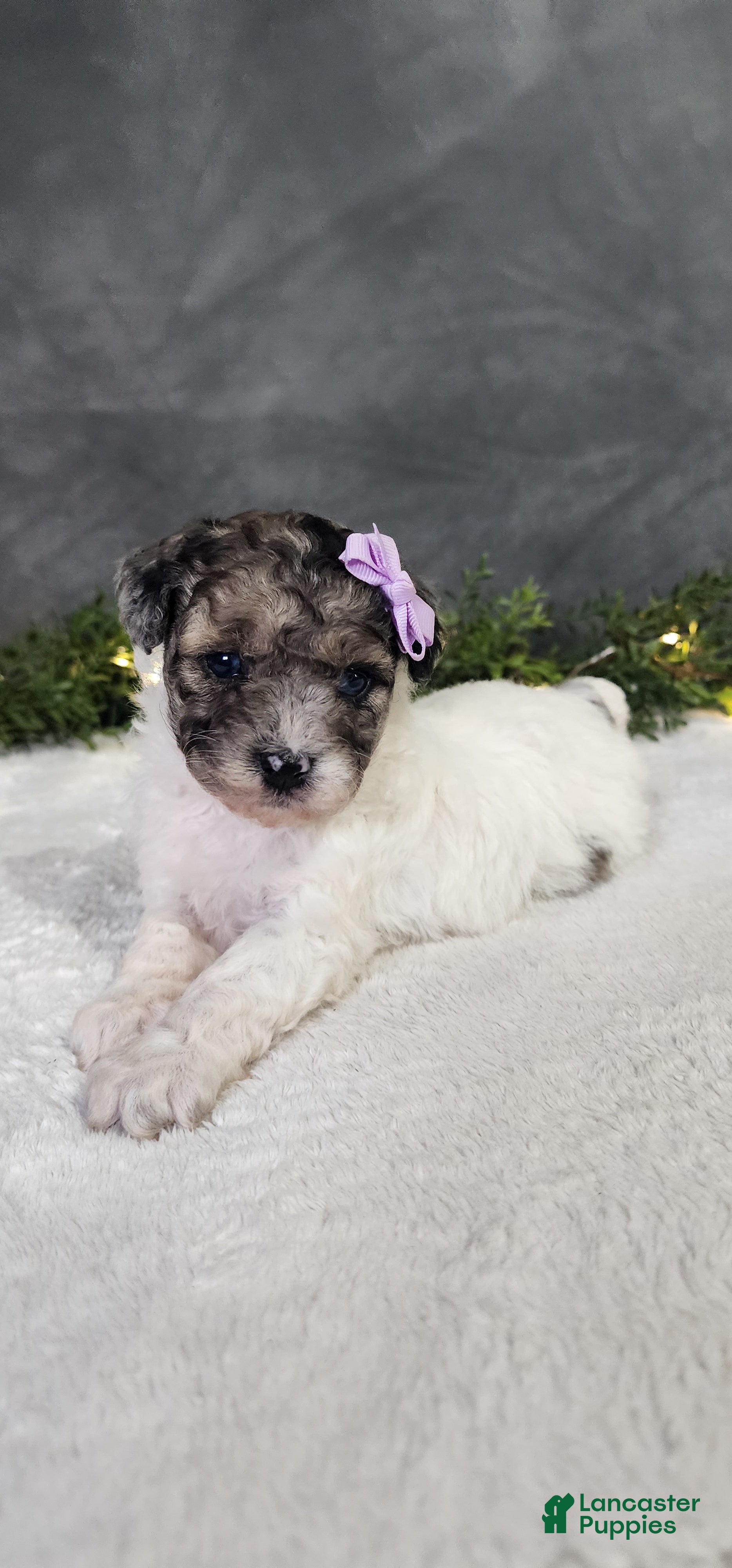 Miniature Poodle dogs Sadie - Ad 1
