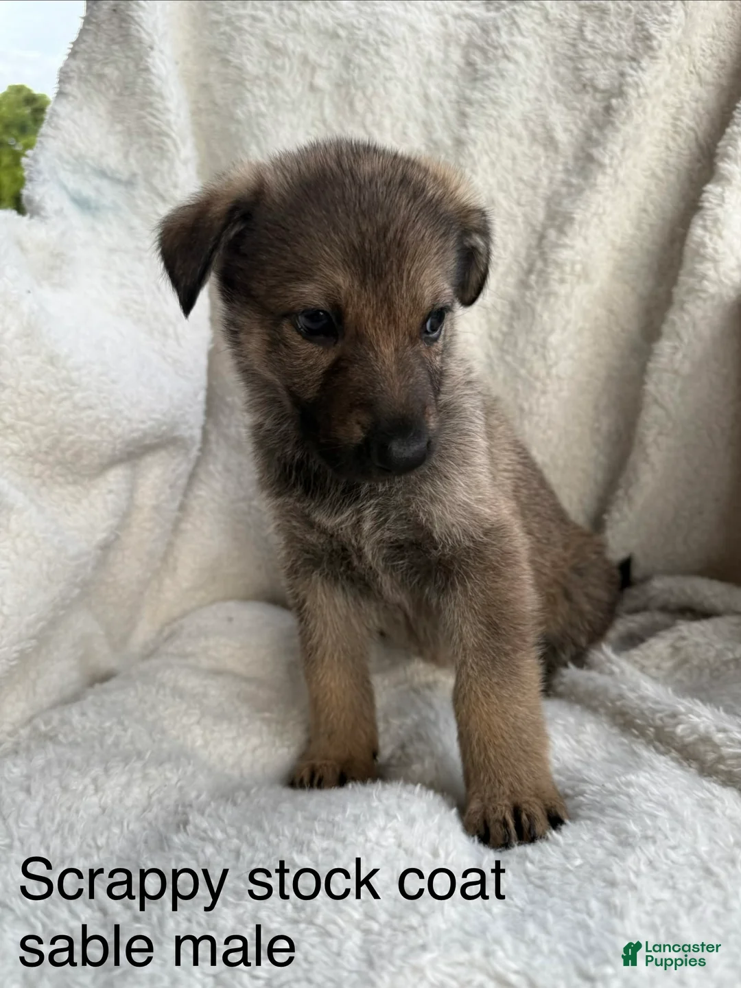 German Shepherd dogs for sale: Jack  - Ad 33