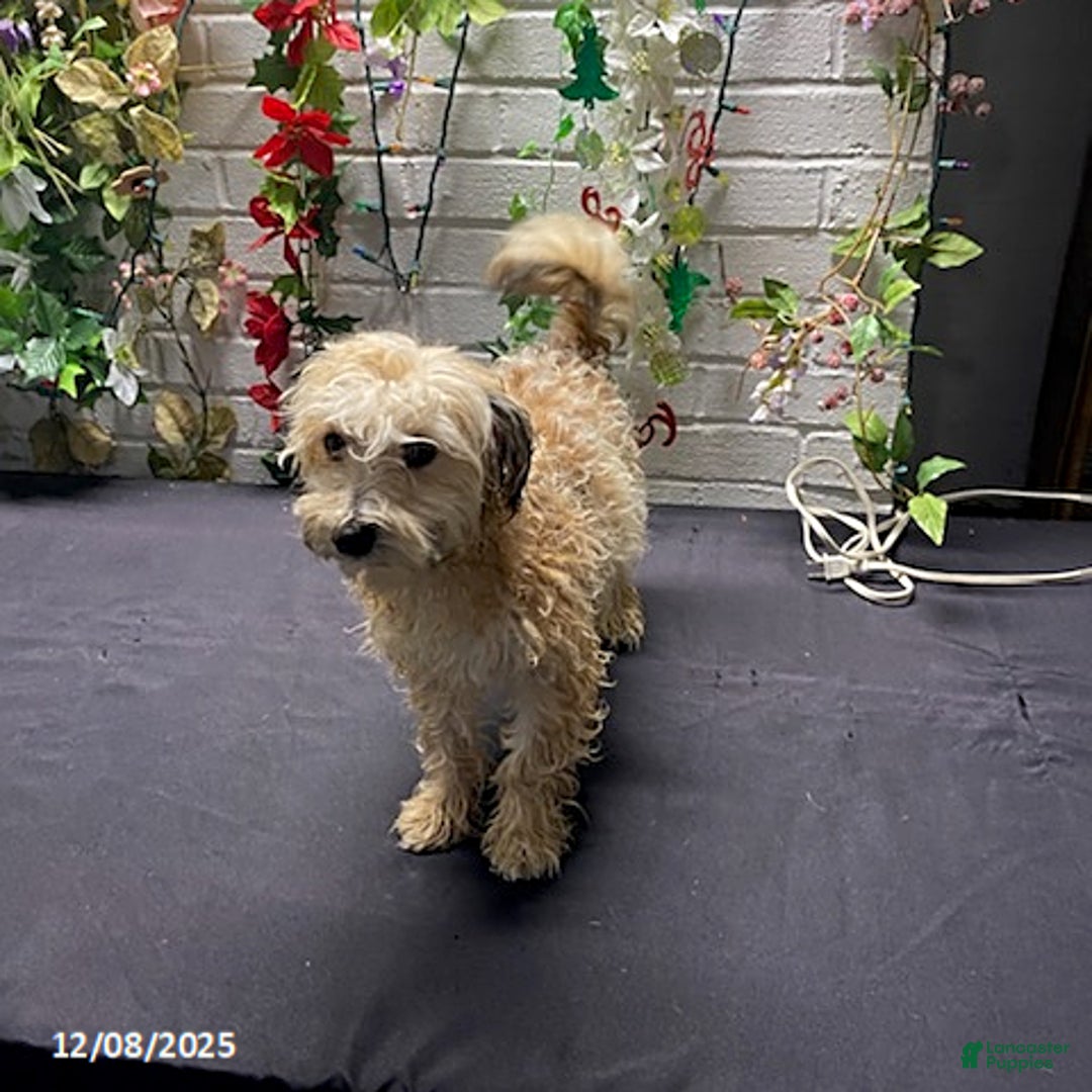 Havapoo dogs for sale: Blondie - Ad 4