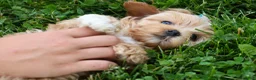 Havapoo dogs for sale: Elise 💛🐾 - Ad 9