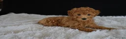 Toy Poodle dogs for sale: Cocoa - Ad 4