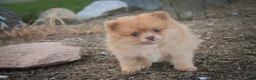 Pomeranian dogs for sale: Toulouse Pomeranian  - Ad 9