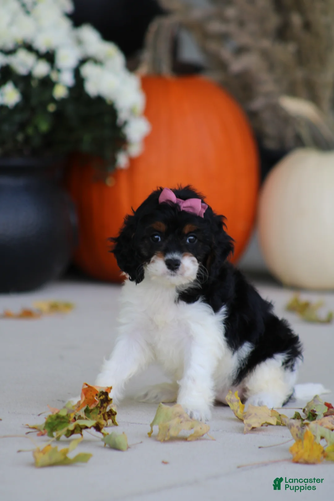 Cavapoo dogs for sale: Bailey - Ad 1