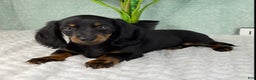 Miniature Dachshund dogs for sale: Dolly - Ad 5