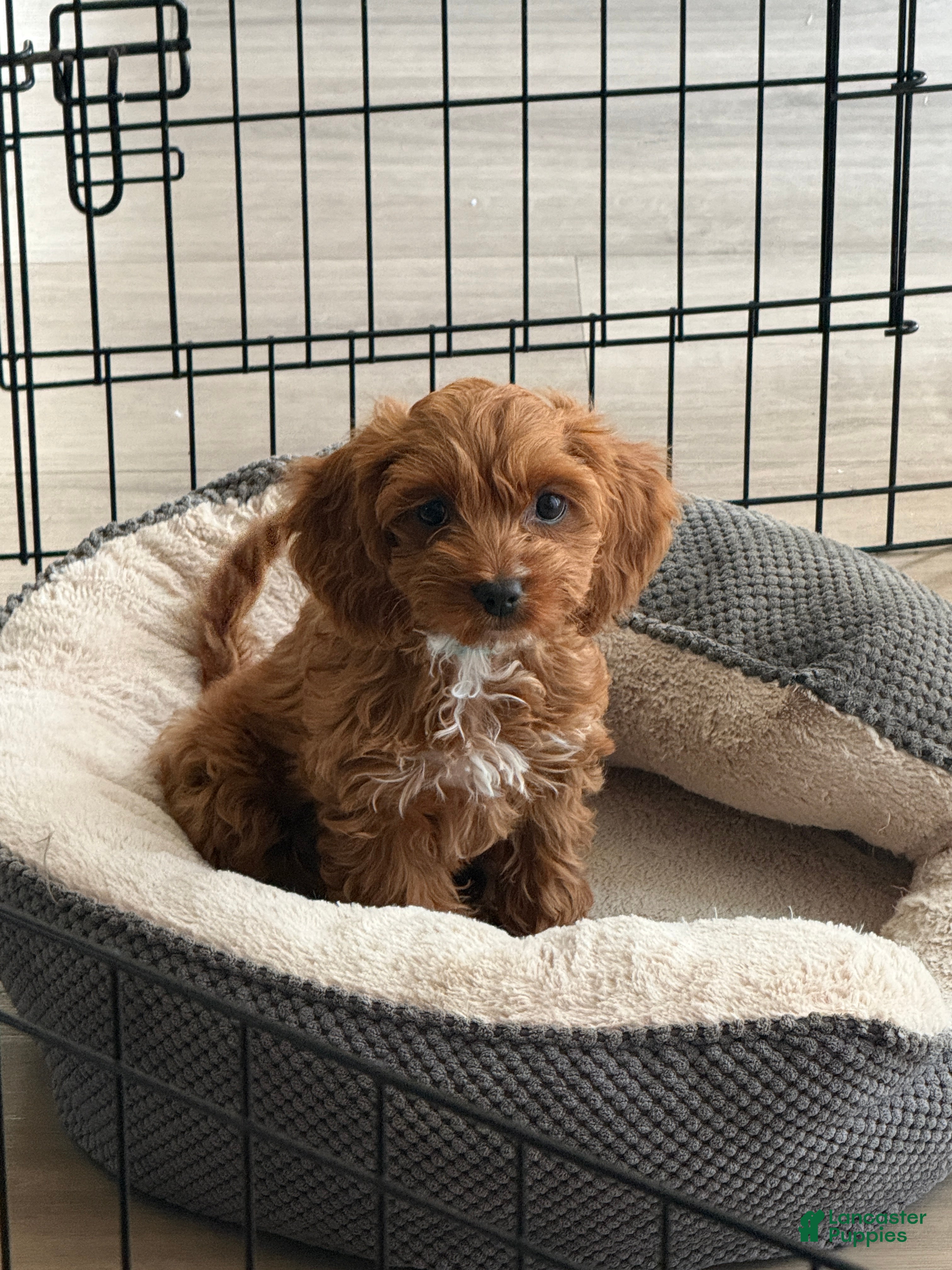 Cockapoo dogs Roxy - Ad 1