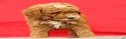 Miniature Poodle dogs for sale: Max - Ad 7
