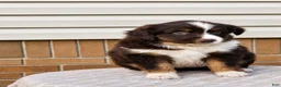 Miniature Australian Shepherd dogs for sale: Rosa - Ad 4