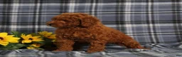 Miniature Poodle dogs for sale: Colton - Ad 3