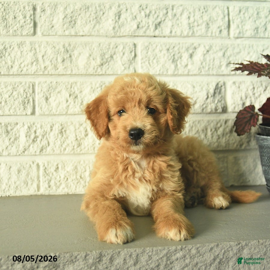 Mini Goldendoodle dogs Nico - Ad 1