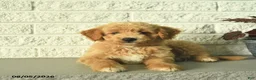 Mini Goldendoodle dogs for sale: Nica  - Ad 3