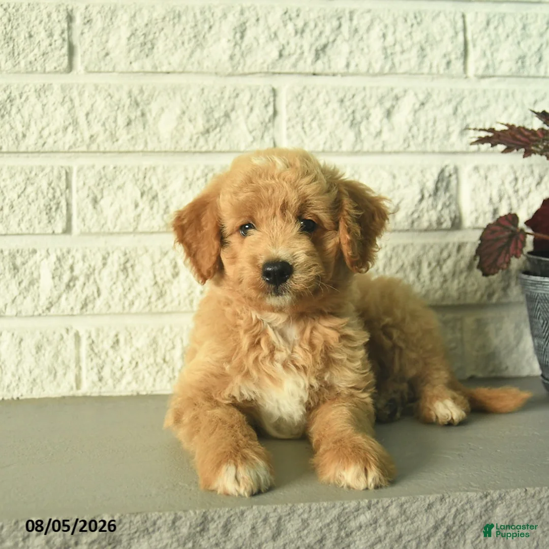 Mini Goldendoodle dogs for sale: Nico - Ad 2